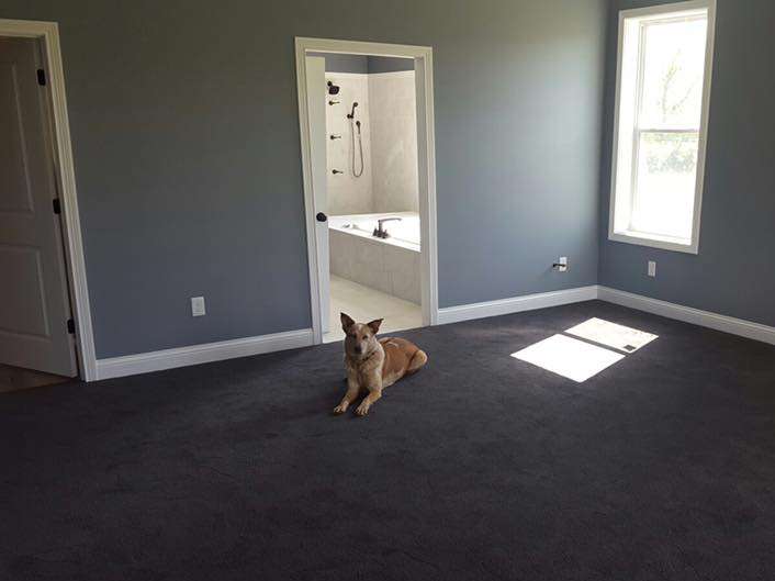 Dog lounging on dark gray carpet in a bedroom with gray walls. A bright window and bathroom doorway are visible.