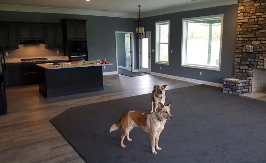 Two dogs standing on a dark rug in a newly built living area with dark gray walls, kitchen, and a stone fireplace.