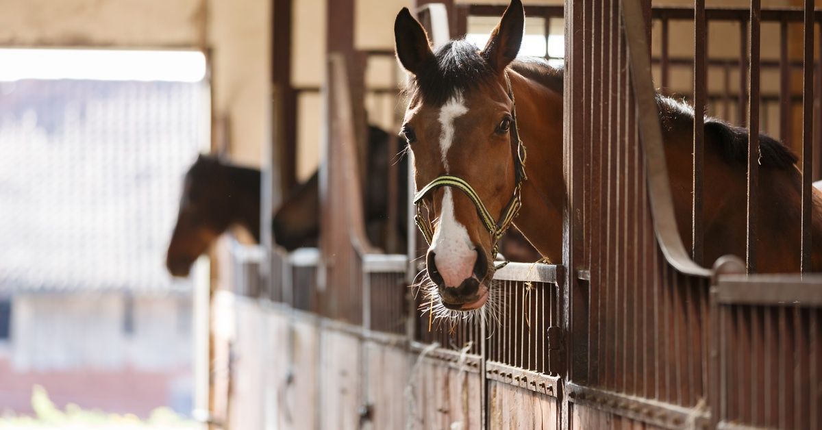 A brown thoroughbred horse wearing a bridle peers out of its stall in a horse barn with other horses in the background.