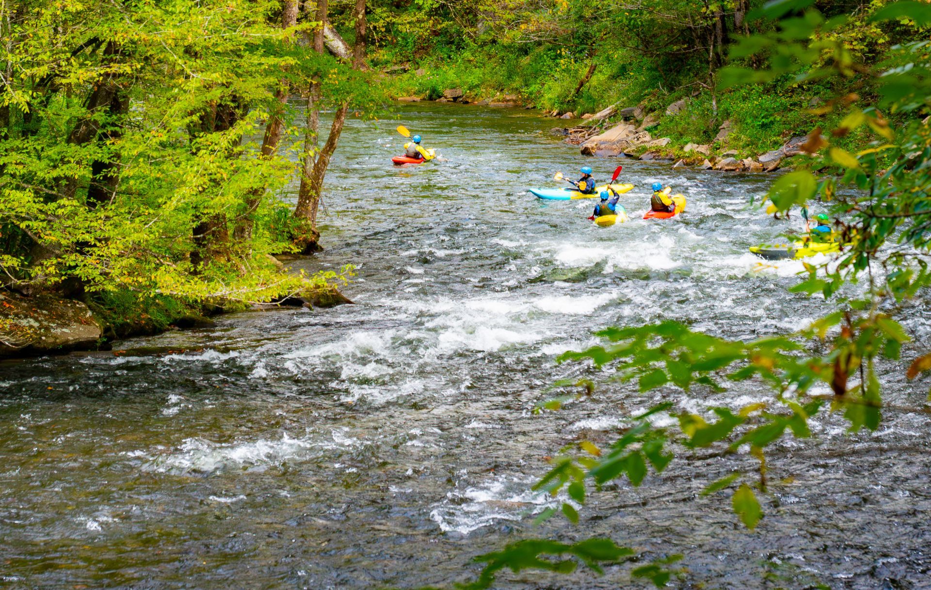 Kayakers navigate a whitewater river surrounded by lush green trees.