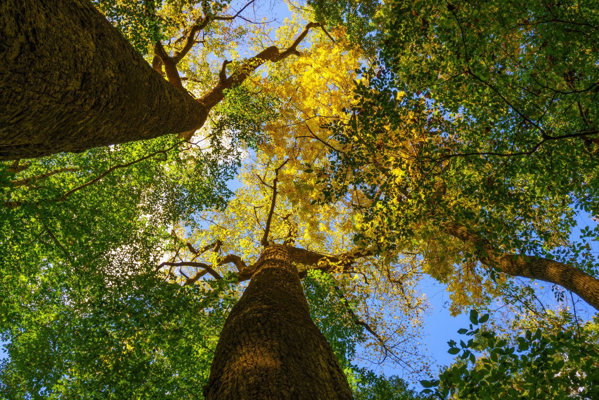 View of tree trunks and colorful leaves against a bright blue sky.