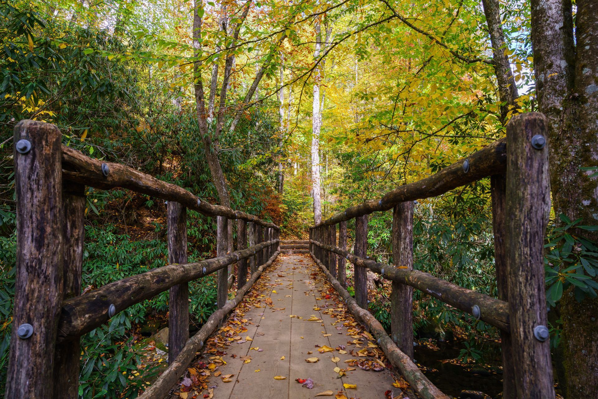 Wooden bridge in a forest, autumn leaves, trees with yellow and green foliage.