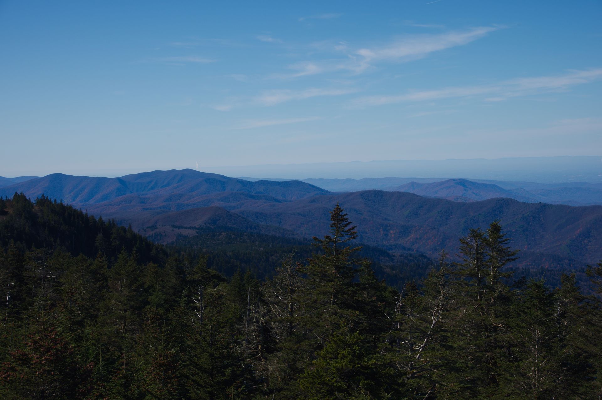 Blue mountain range under a clear blue sky, viewed over a forest of evergreen trees.