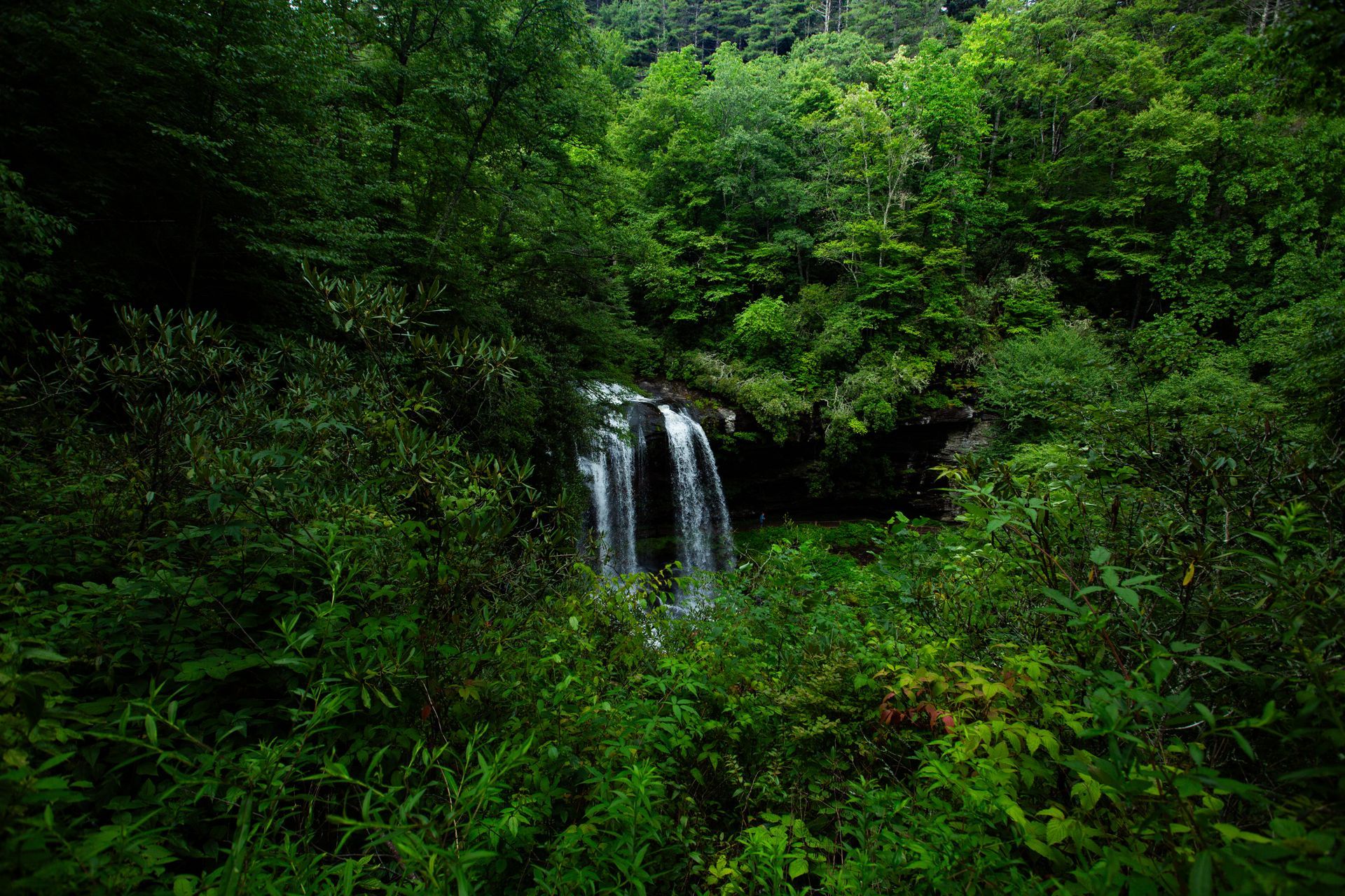 Waterfall cascading into a lush, green forest.