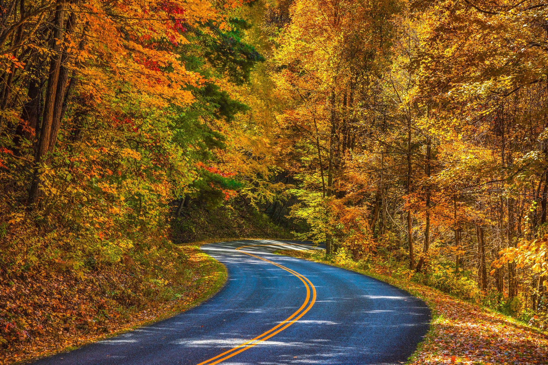 Winding road through forest with fall foliage, trees in hues of yellow and orange.