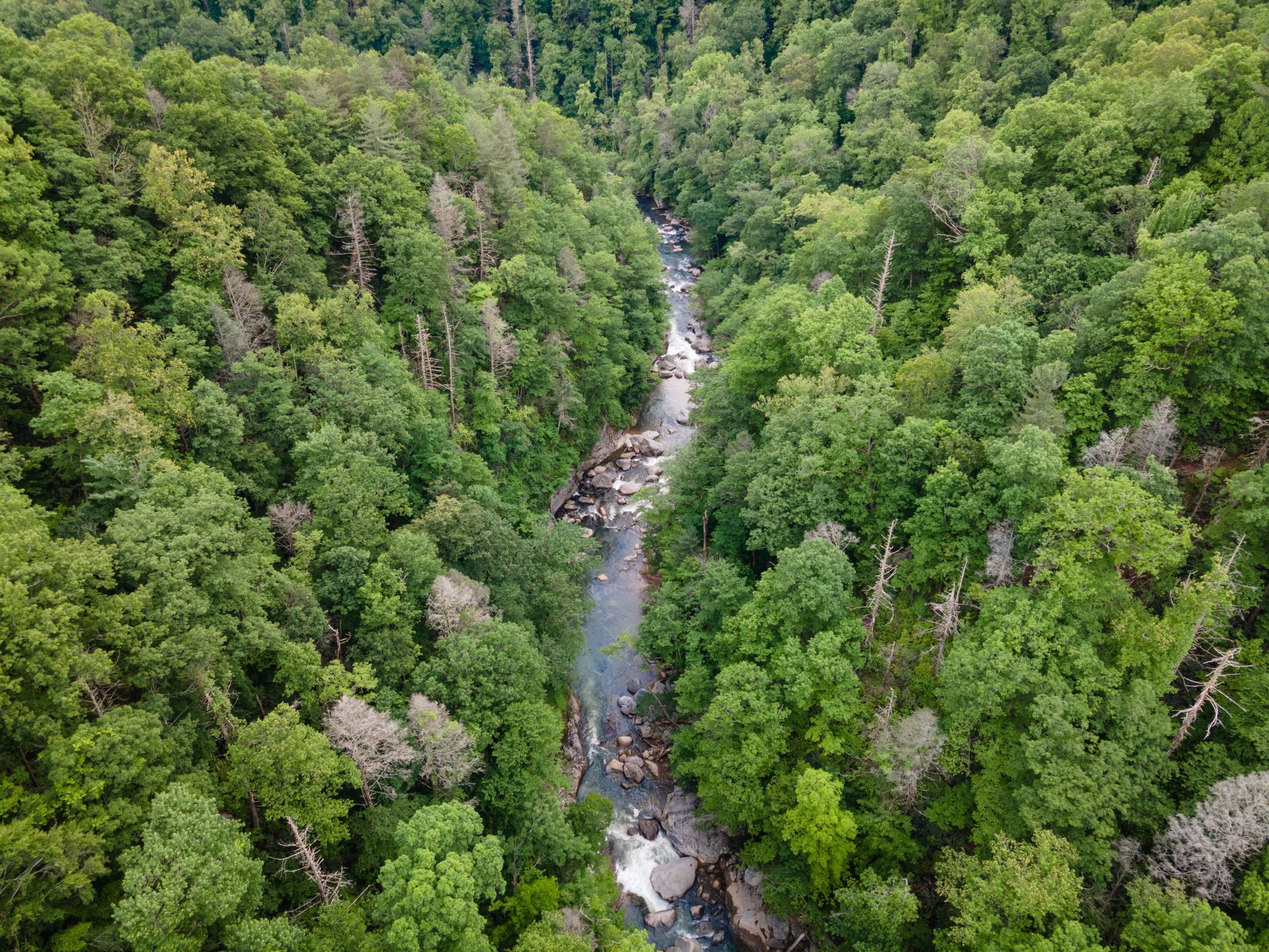Aerial view of a river winding through a lush green forest, with white water rapids.