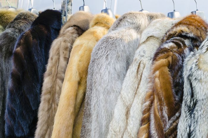 Expensive Fur Coats — Mount Morris, MI — Superior Furs & Leather