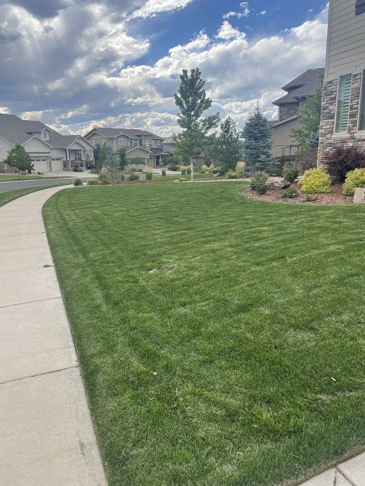A lush green lawn next to a sidewalk in front of a house.