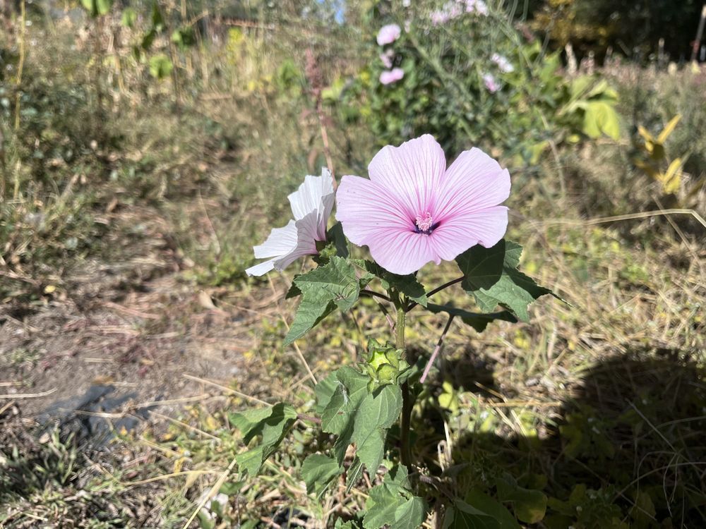 A pink flower is growing in the grass in a field.