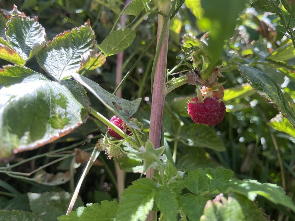 A close up of a raspberry growing on a plant