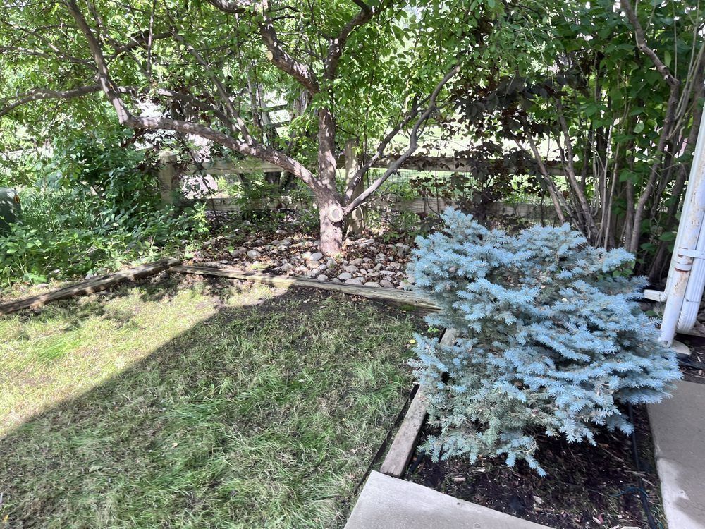 A lawn with a tree and a bush in the middle of it.