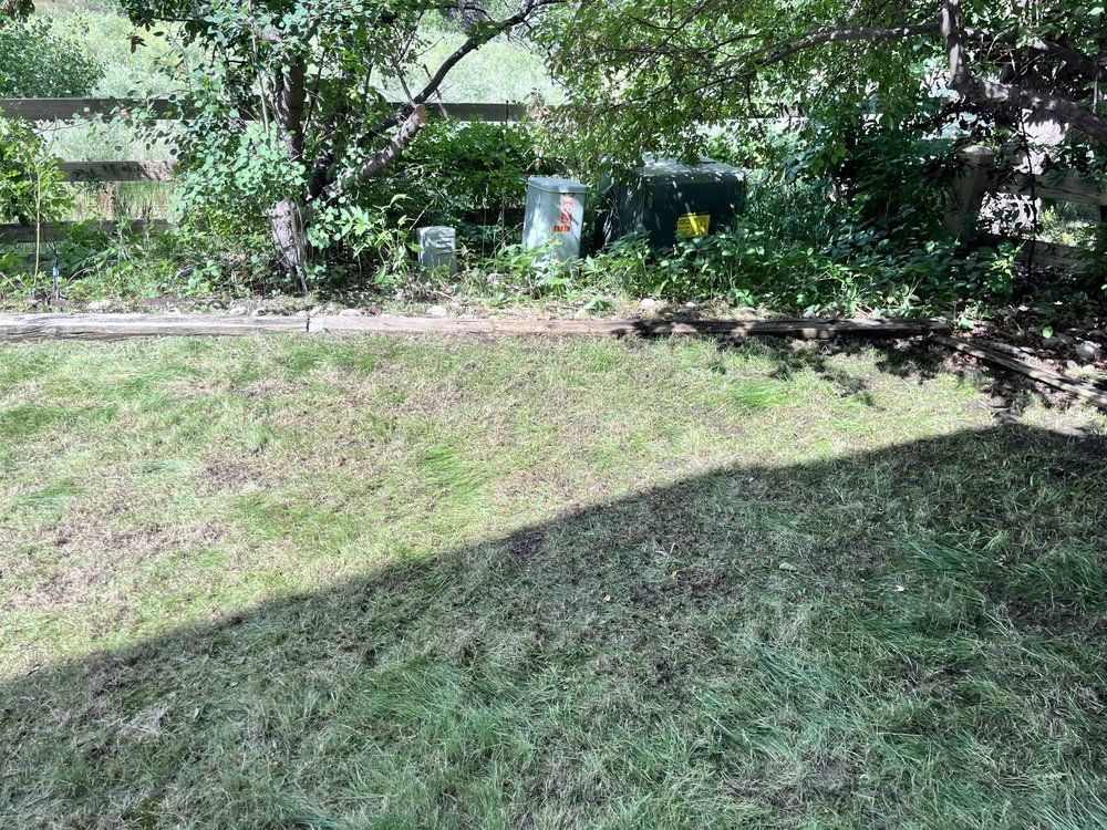 A lush green yard with a fence and trees in the background.
