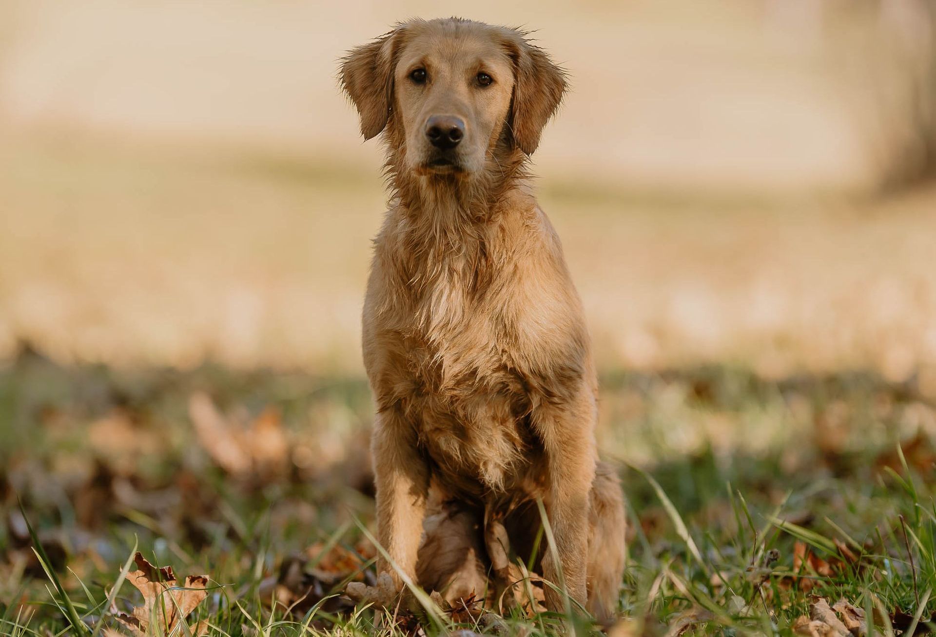 Field Dog Life for hunting and sporting Labrador and Golden Retrievers