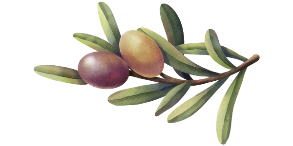 There are two olives on a branch with leaves.