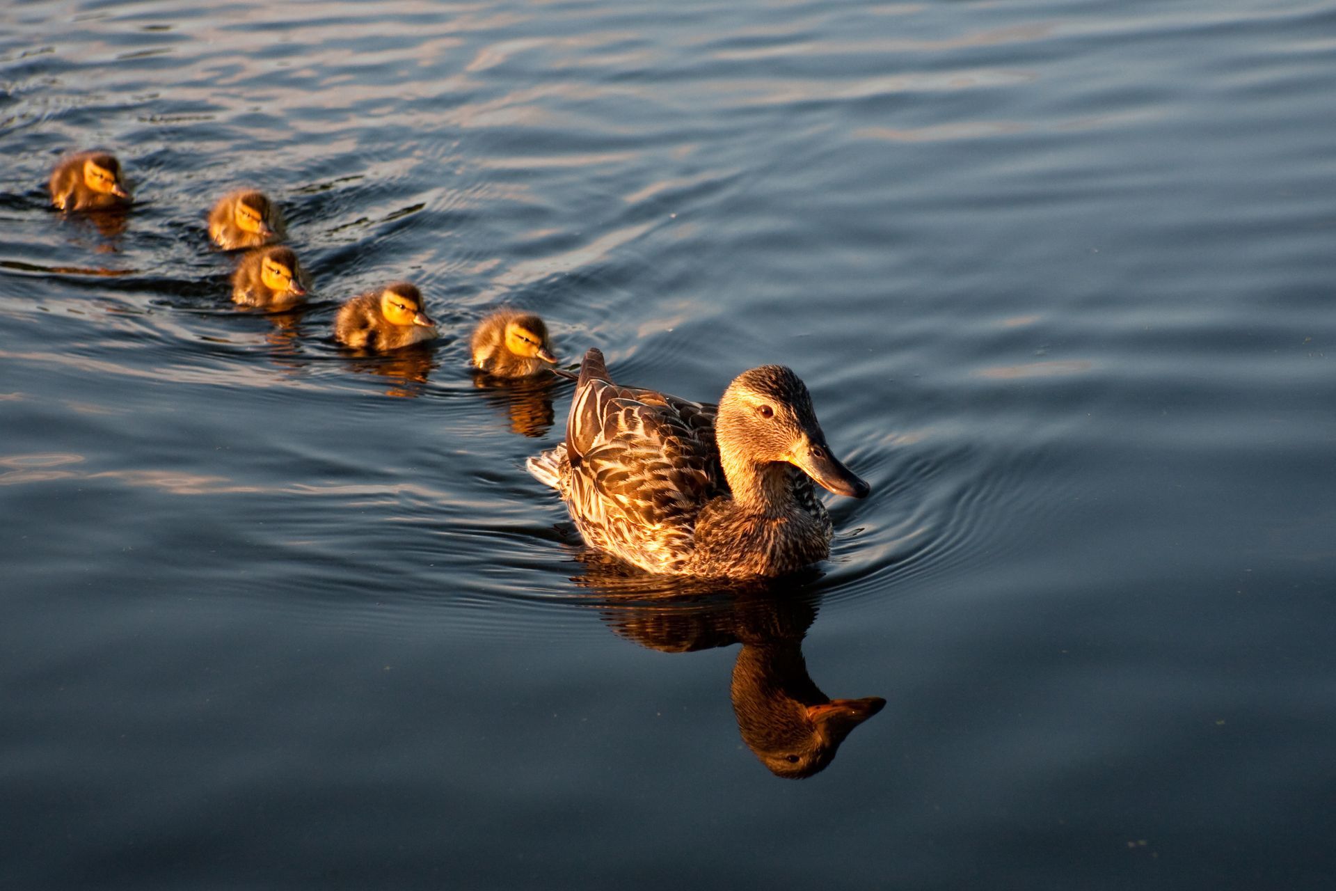 A mother duck and her ducklings are swimming in a lake.