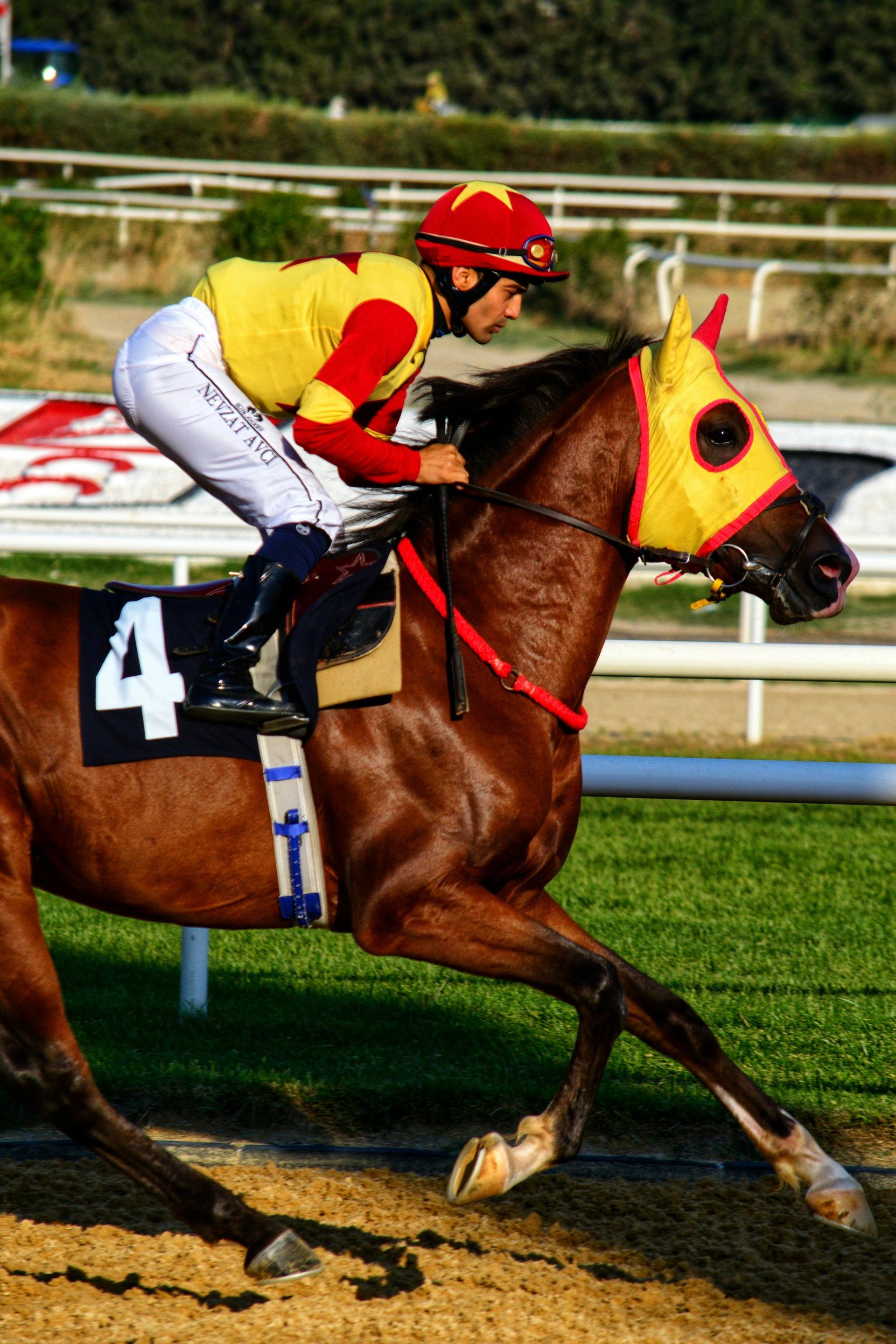 A jockey is riding a horse with the number 4 on the back.