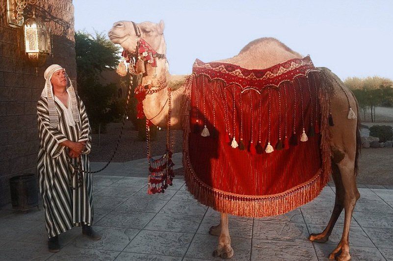Exotic animals image showing  festooned party camel entertainment
