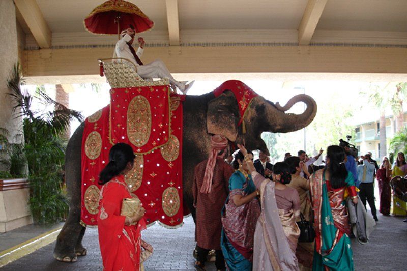 Exotic animals image showing festooned wedding elephant entering celebration