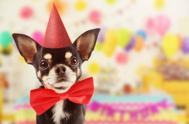 Small dog dressed in party hat and bow tie