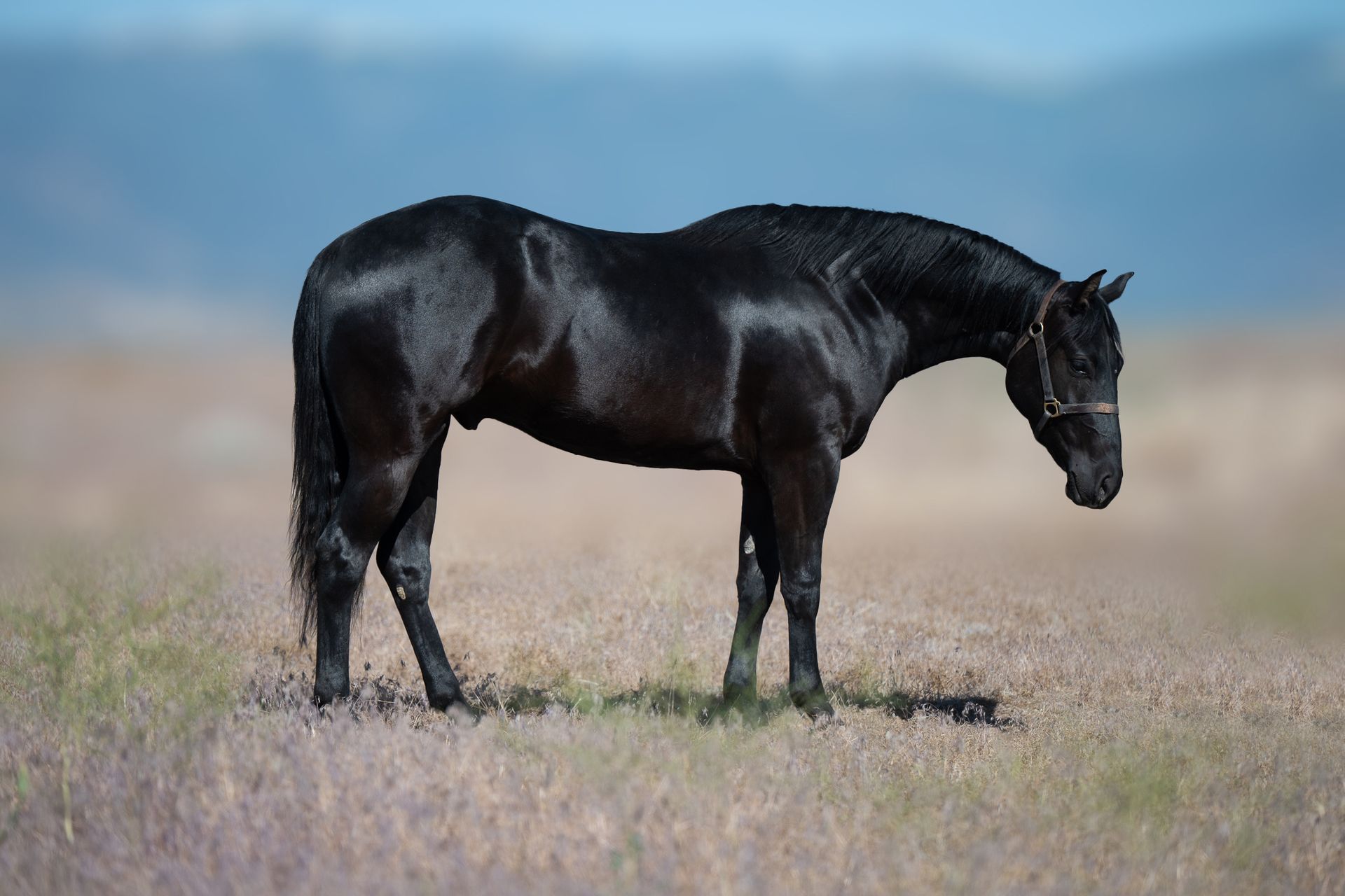 Man on gray horse in arena, performing a reining maneuver.