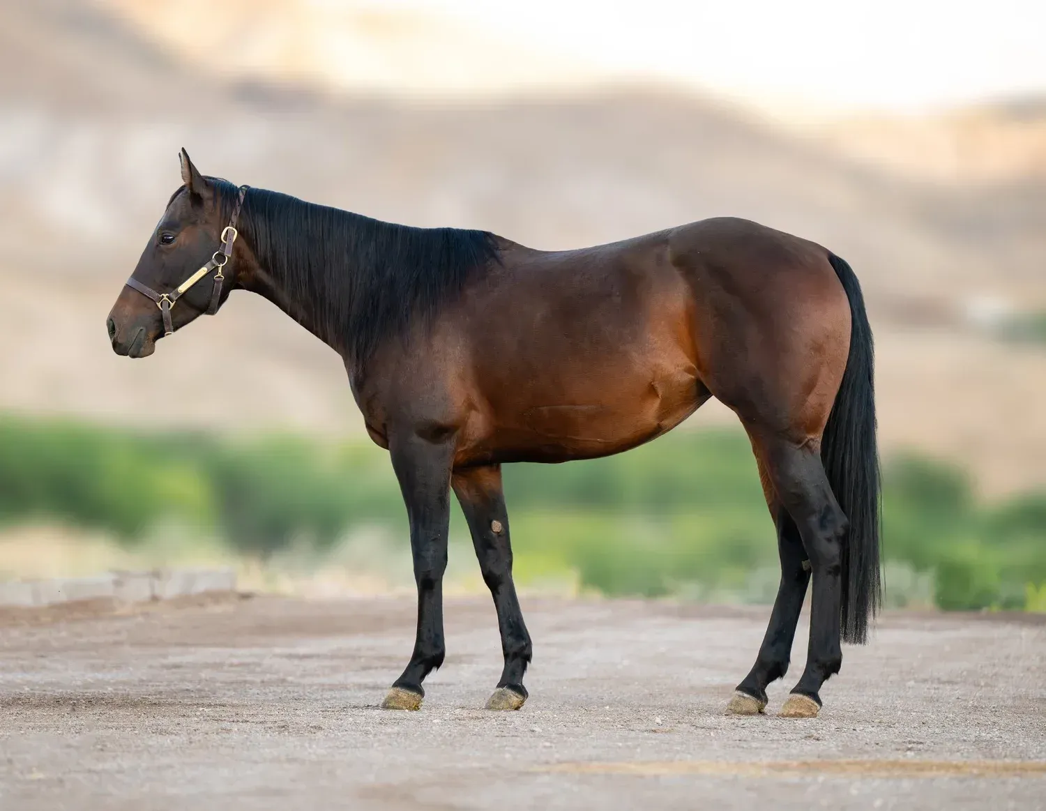 A light palomino horse stands in a stable; it has a blonde mane and tail, white markings on its legs, and a black halter.