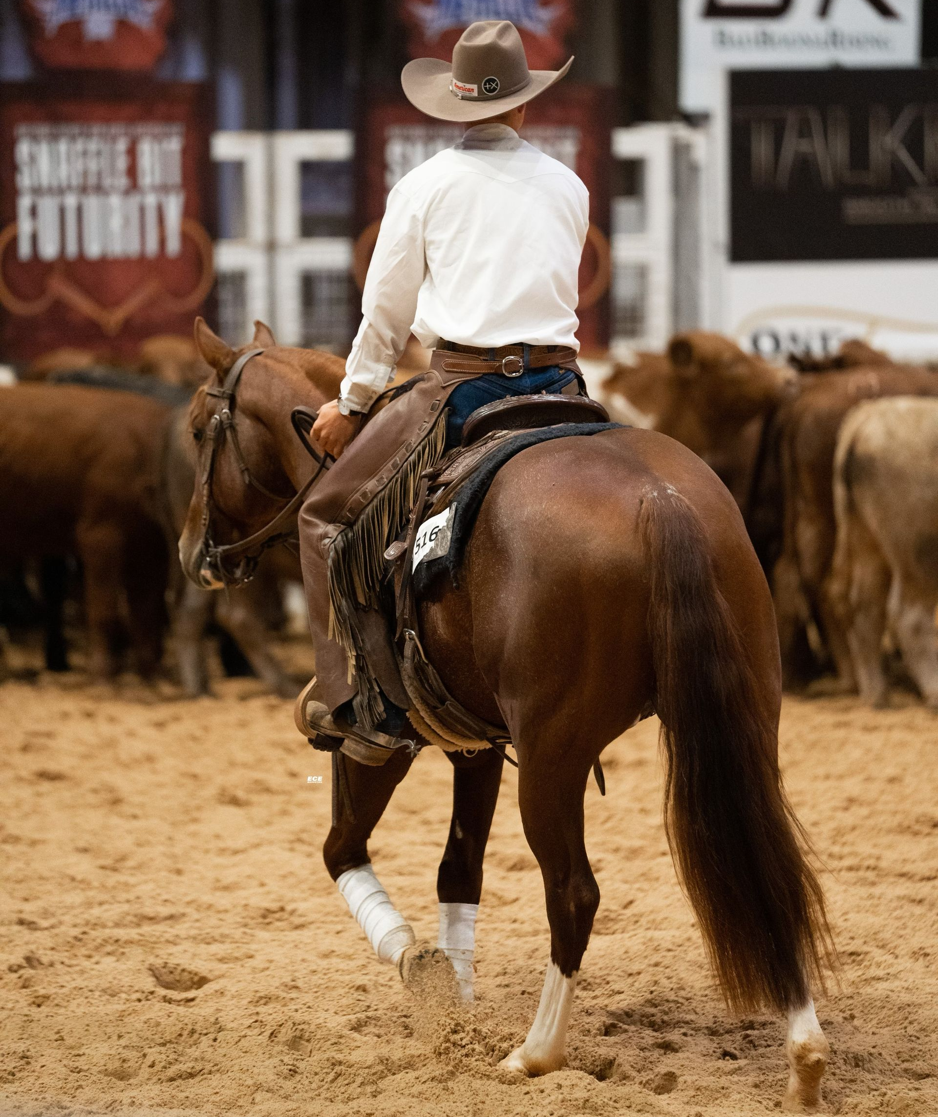 Black foal running through a field of yellow wildflowers.