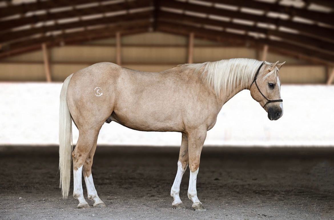 A light palomino horse stands in a stable; it has a blonde mane and tail, white markings on its legs, and a black halter.