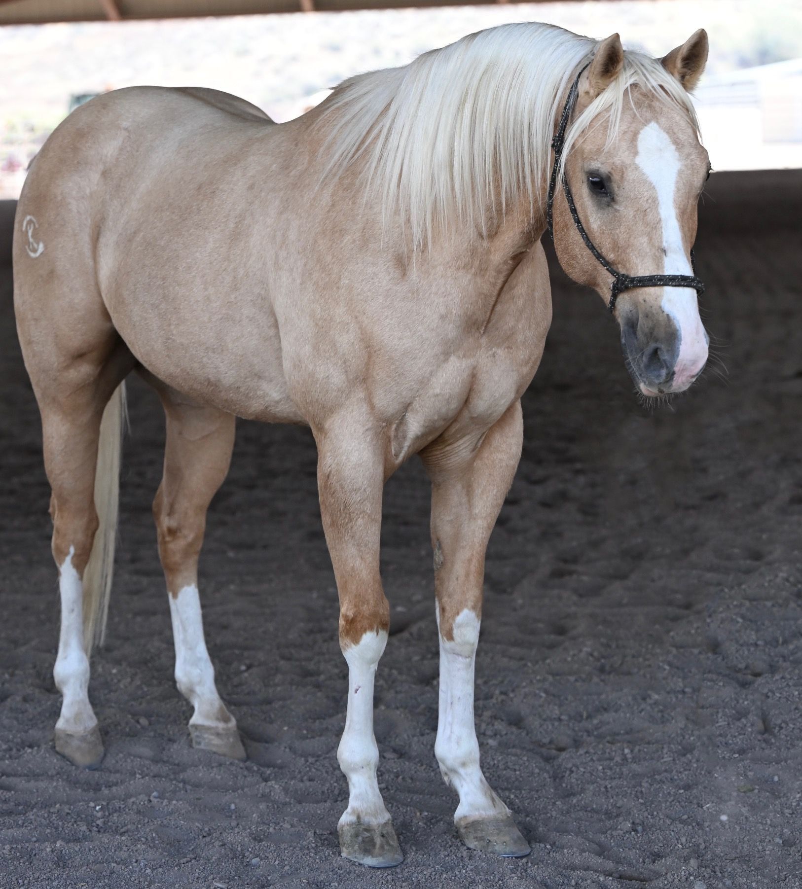 Palomino horse with white mane and tail, standing in a sandy enclosure, wearing a halter.