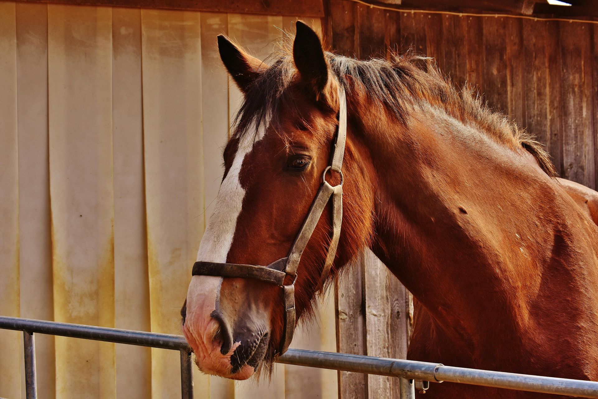 Brown horse wearing a halter, head turned towards the viewer, in front of a barn.