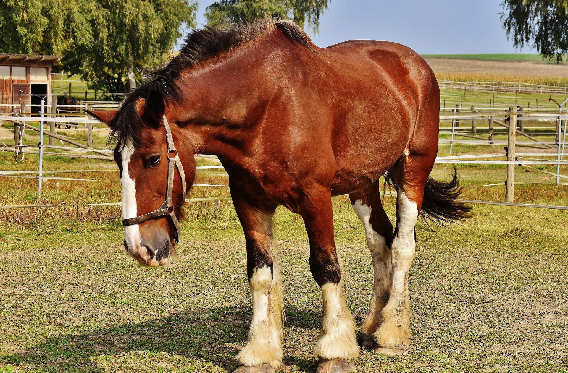 Brown draft horse in a pasture, wearing a bridle, with white markings on legs.