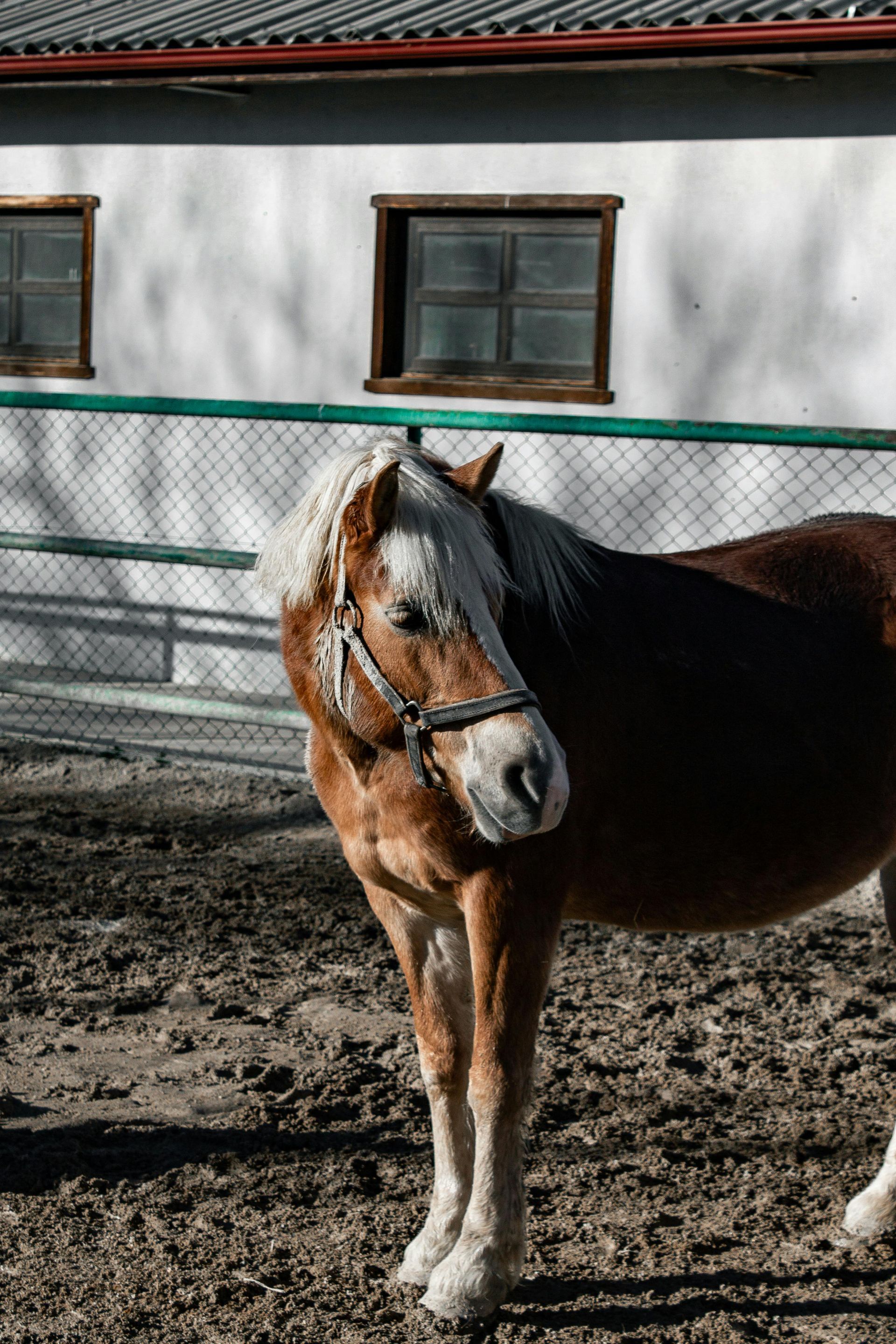 Brown horse with a white mane stands in a dirt enclosure, near a white building with windows.
