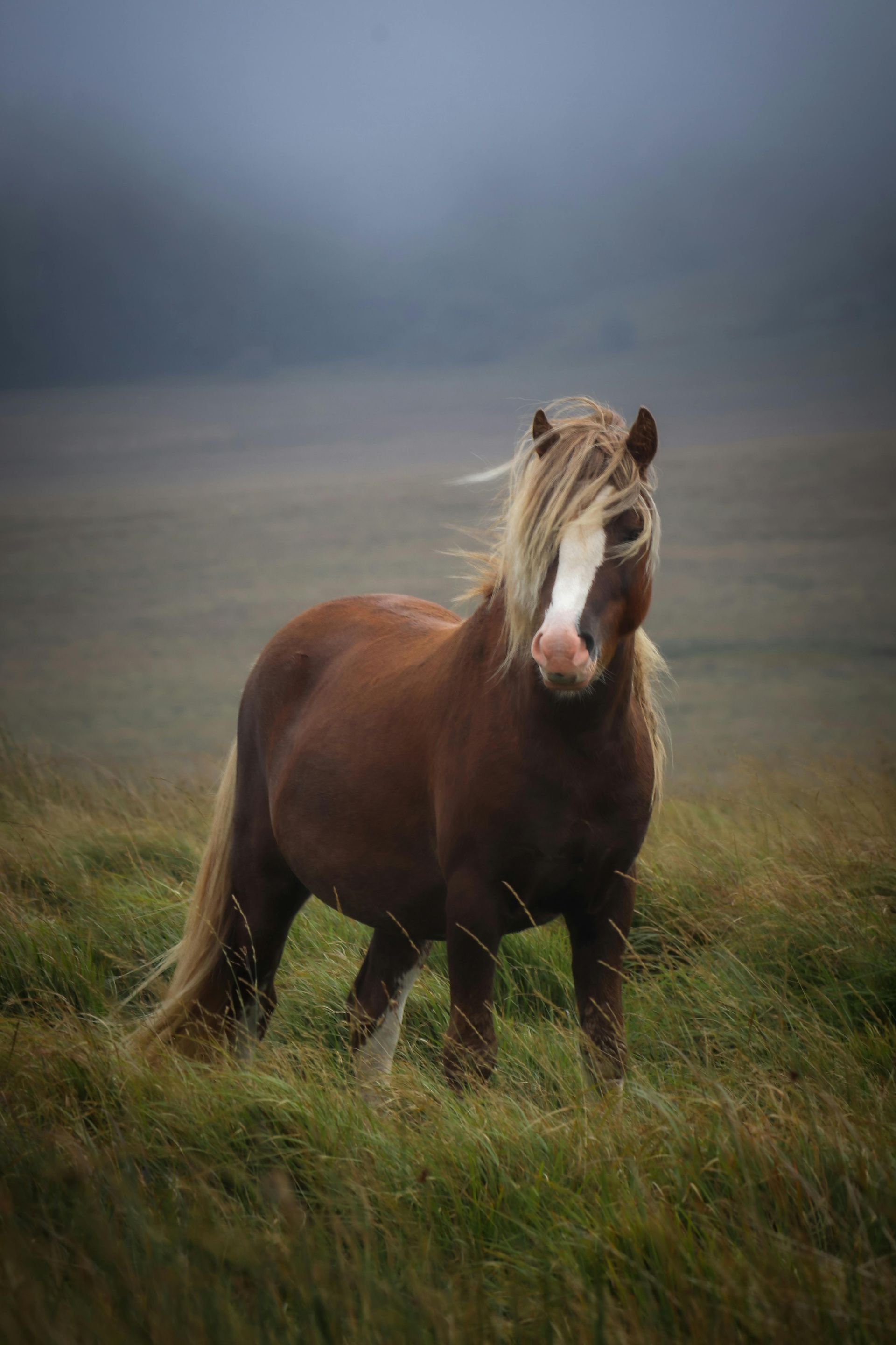 Brown pony with a light mane stands in a grassy field, overcast sky in background.