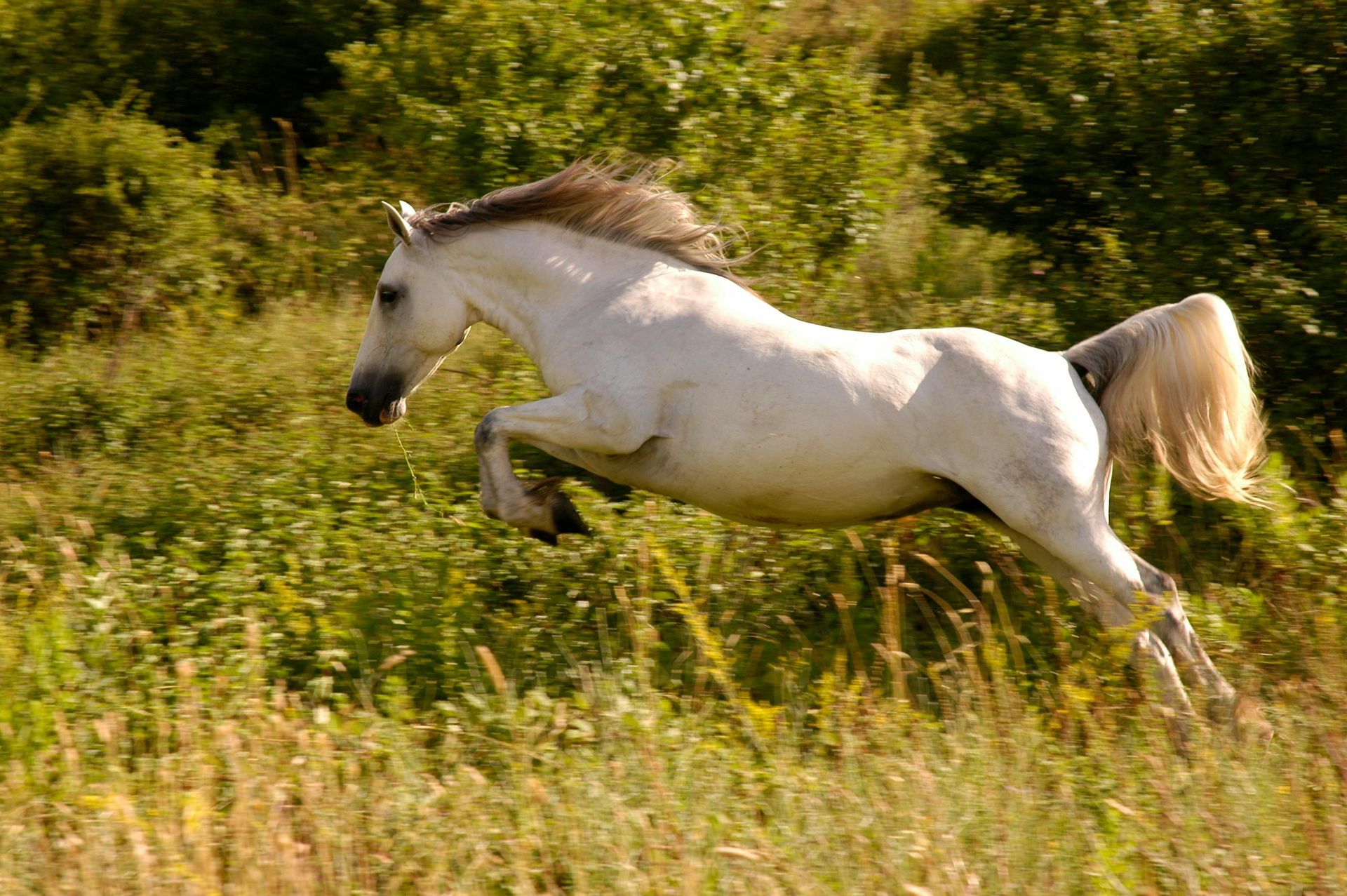 White horse jumping over tall grass in a field, with green foliage in the background.