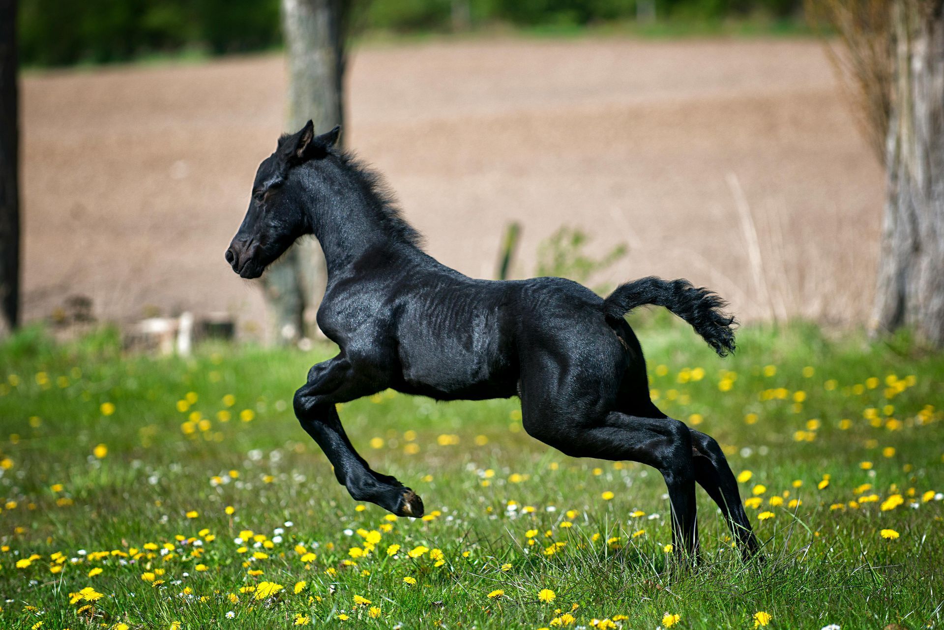 Black foal running through a field of yellow wildflowers.