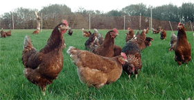 local egg producer - Romsey, Hampshire - Claytons Eggs - 