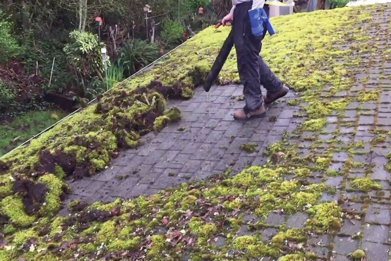A person is cleaning a mossy roof with a vacuum cleaner.
