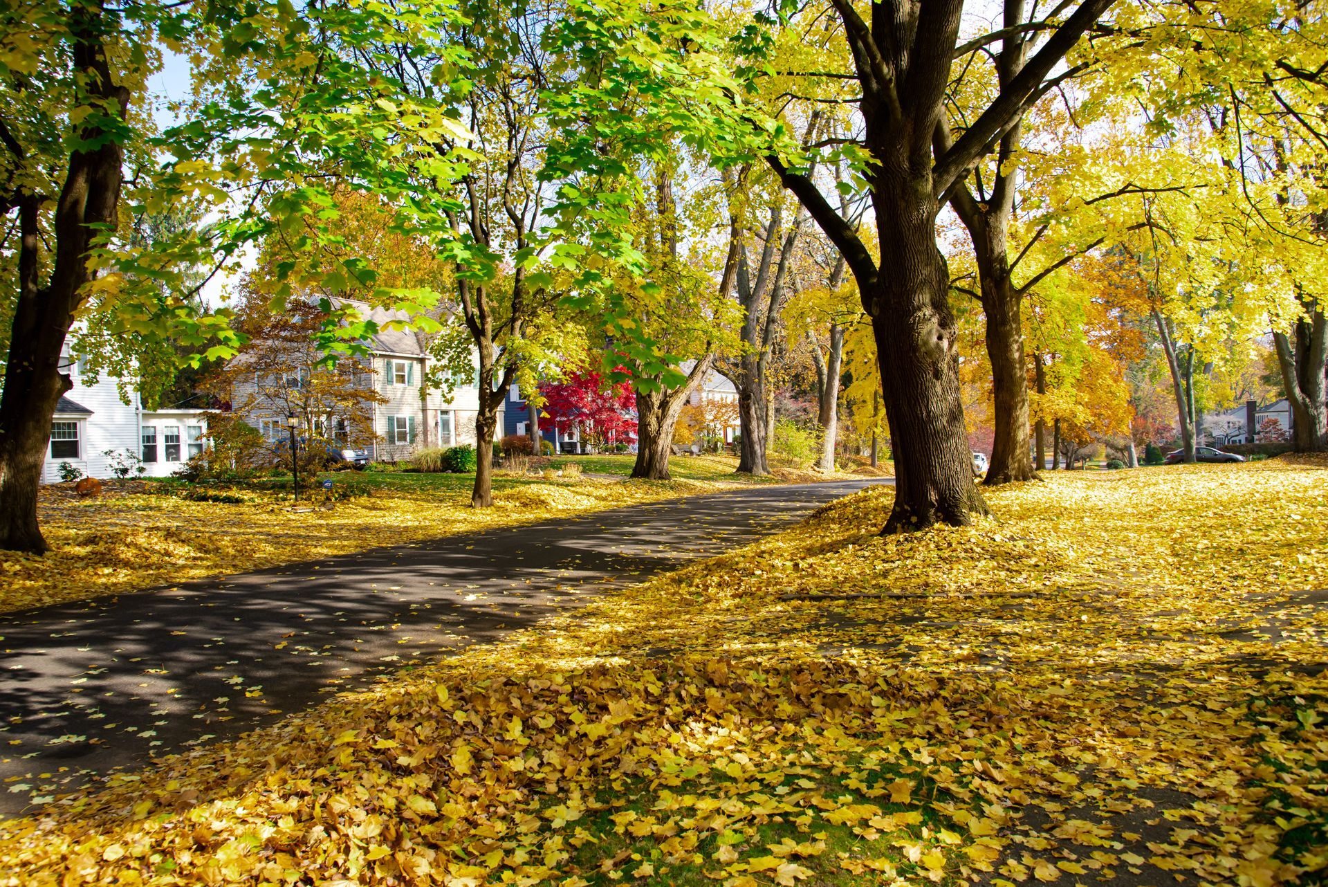 A tree-lined road with yellow leaves, houses in the distance, during autumn.