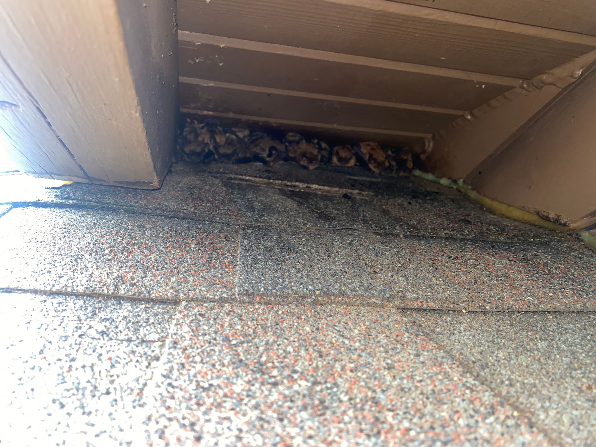A group of bats are sitting on top of a roof.