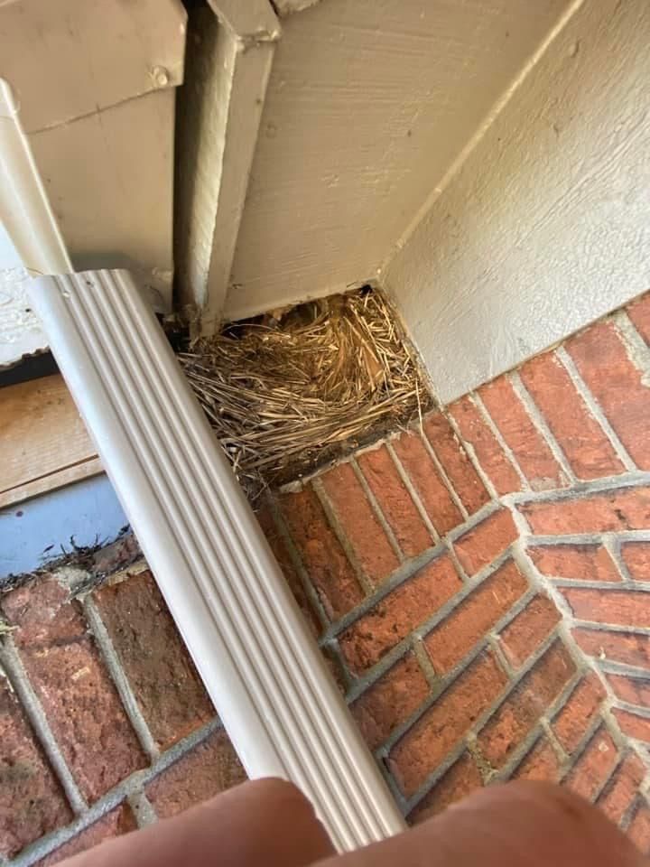 A bird nest is sitting under a gutter on a brick wall.