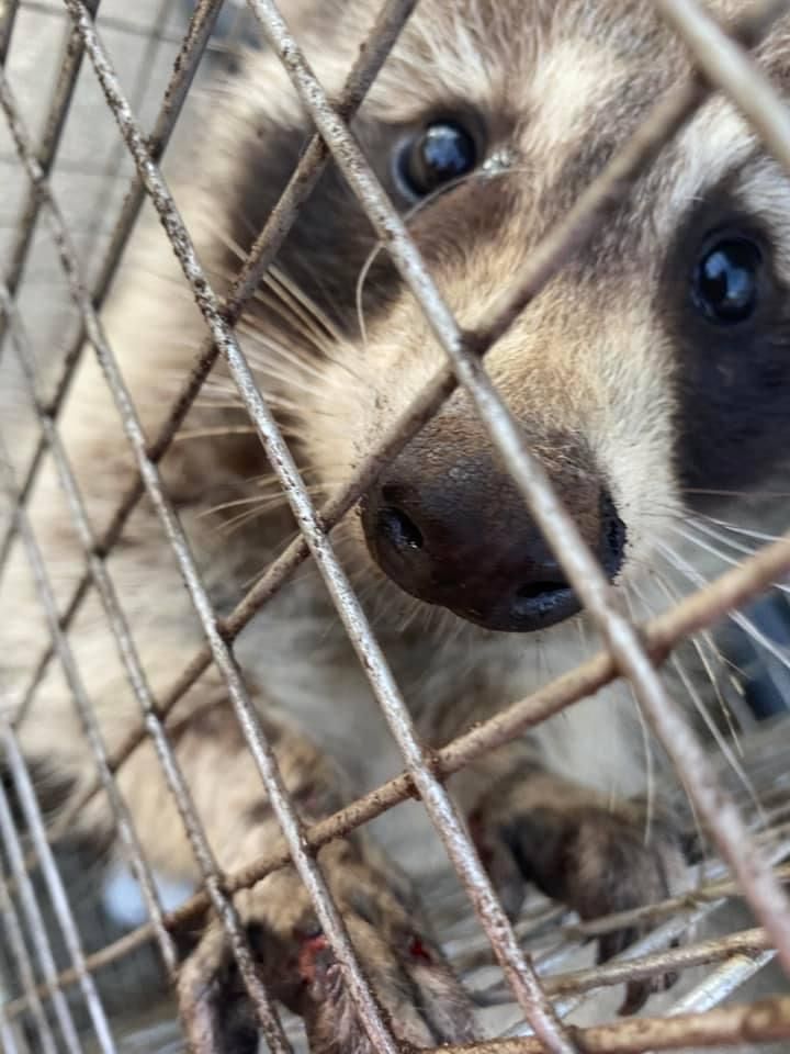 A raccoon is looking through a wire cage.