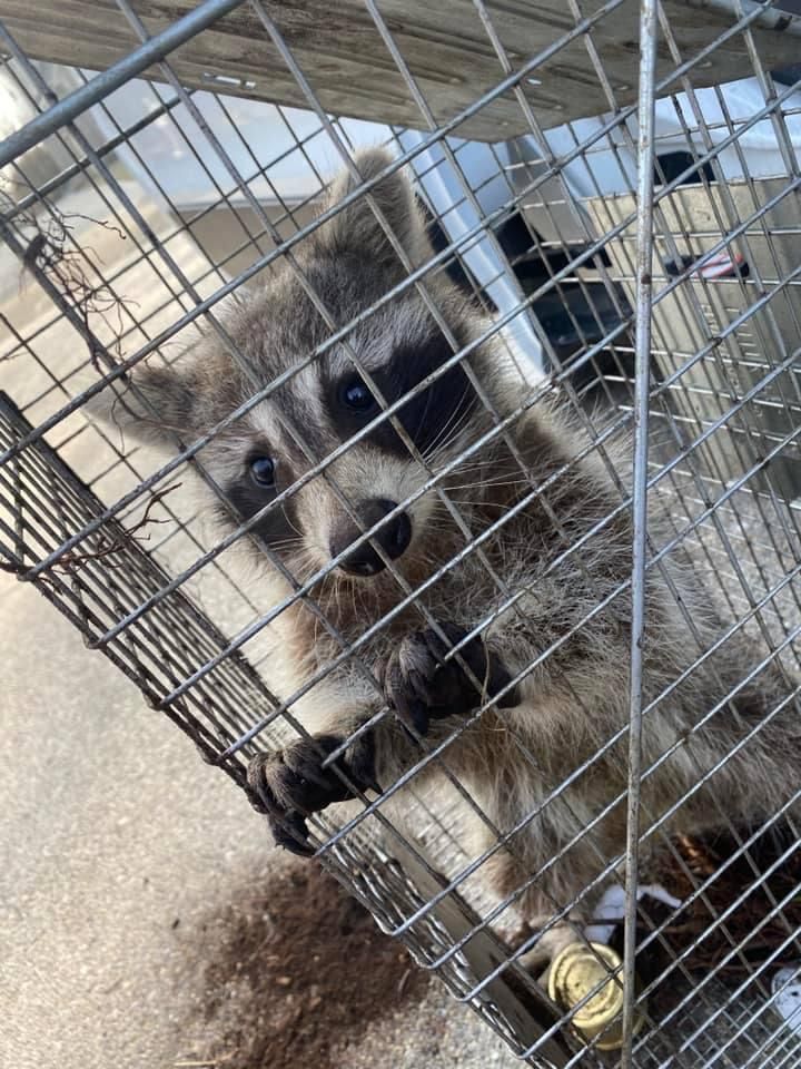 A raccoon is sitting in a wire cage.