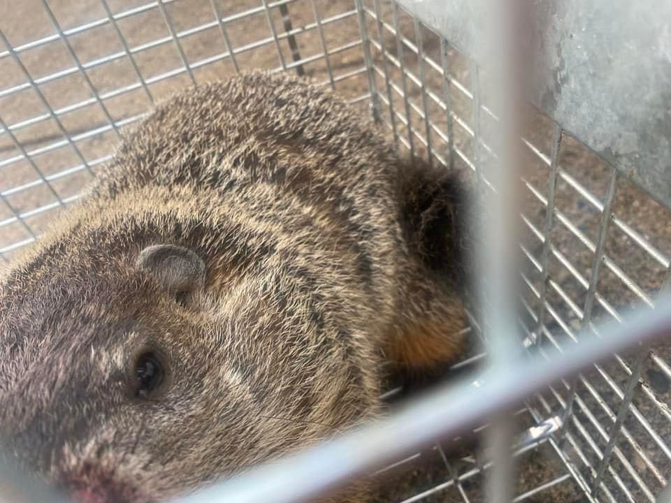 A small animal is sitting in a cage behind bars.