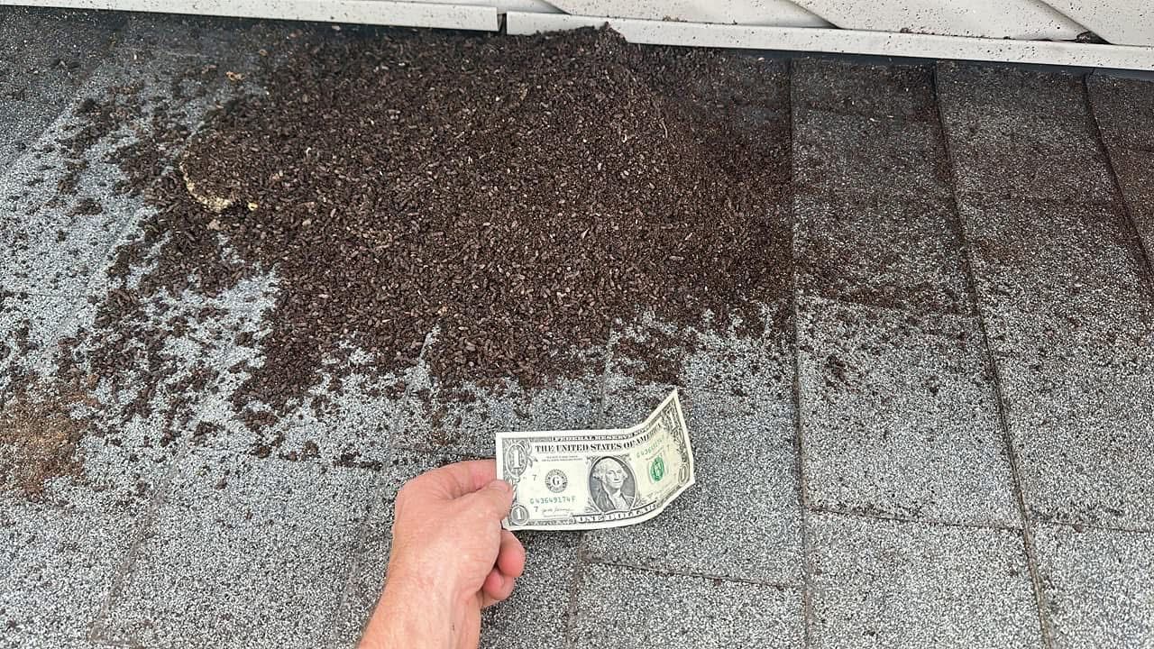 A person is holding a dollar bill on top of a roof covered in ants.