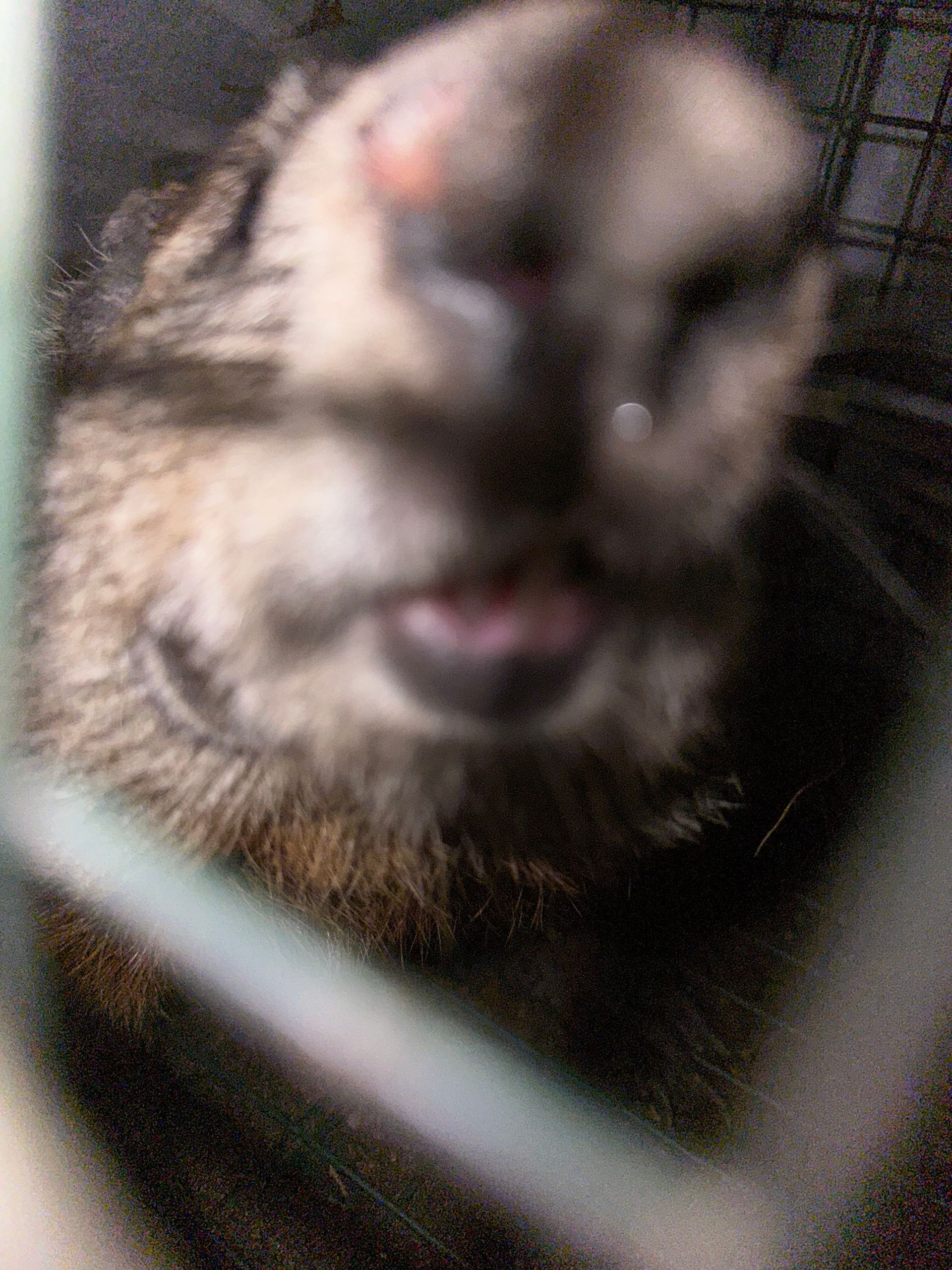 A close up of an owl in a cage with its mouth open.