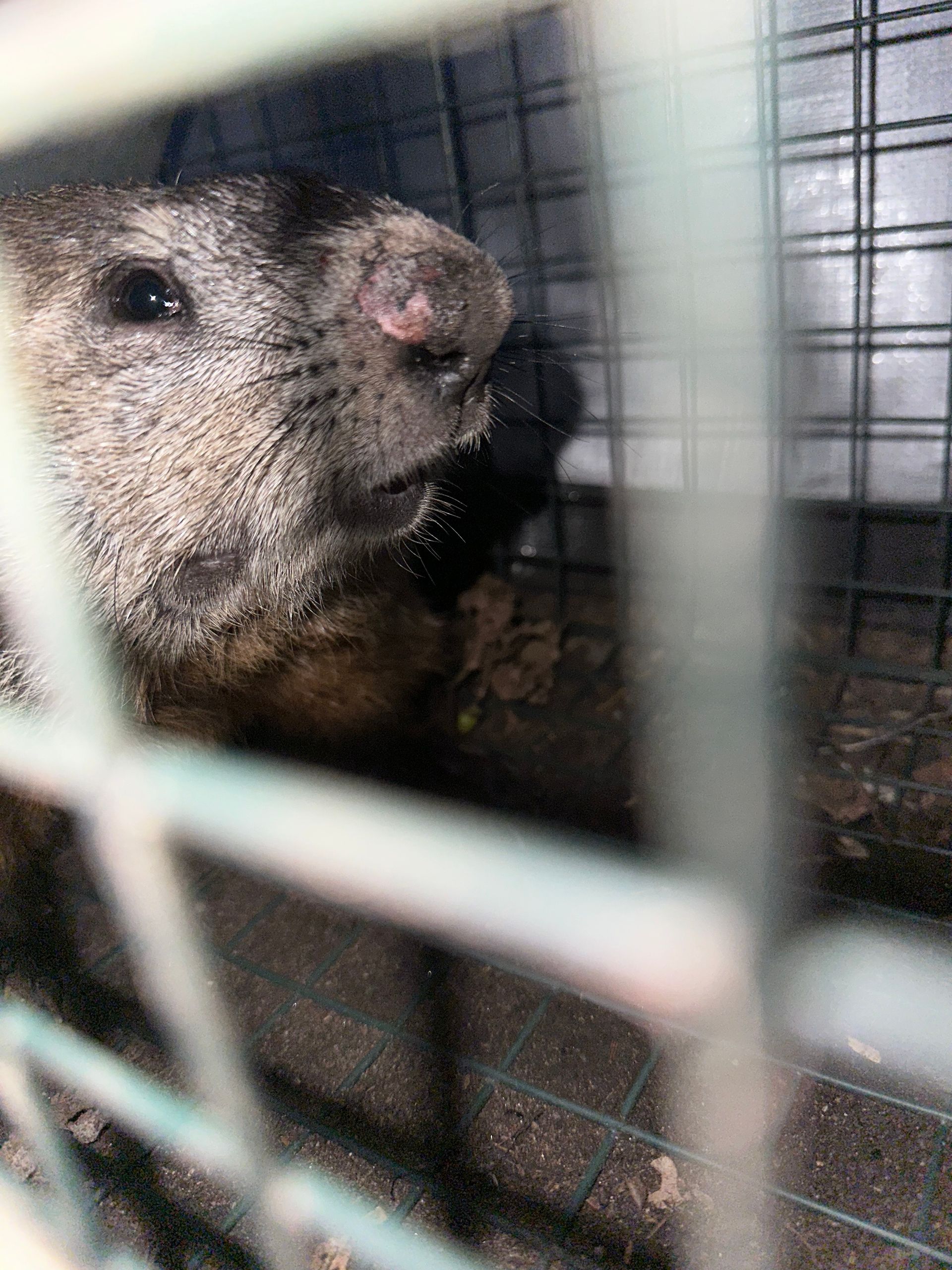 A groundhog is eating food in a cage.