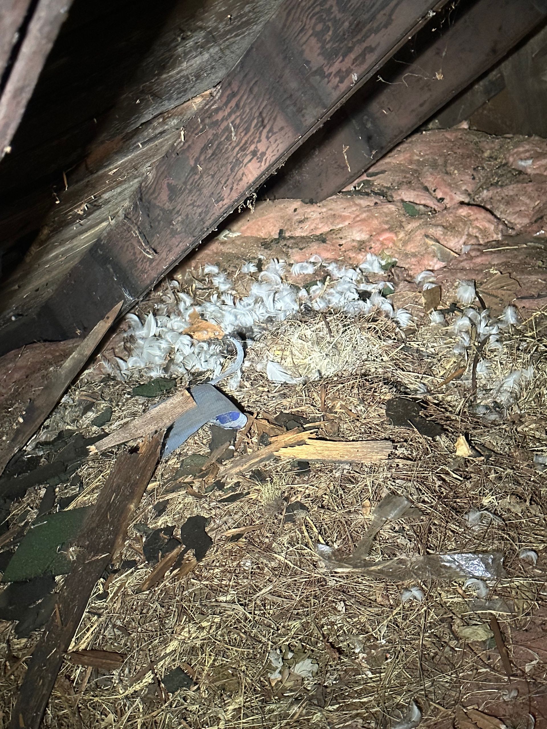 A close up of a pile of wood chips in an attic.