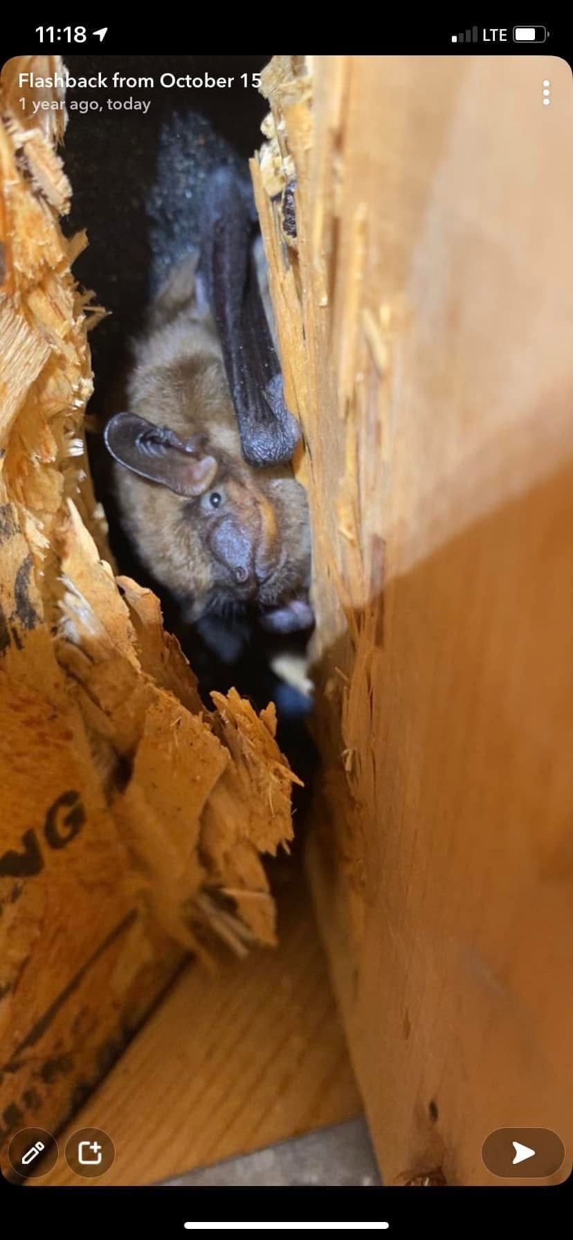 A bat is sticking its head out of a hole in a wall.