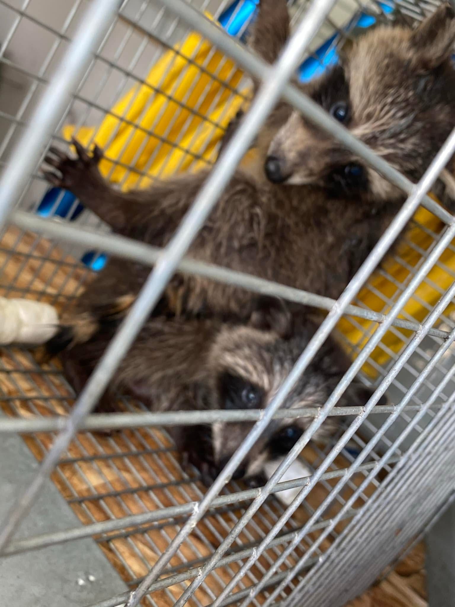 Two raccoons are laying on their backs in a cage.