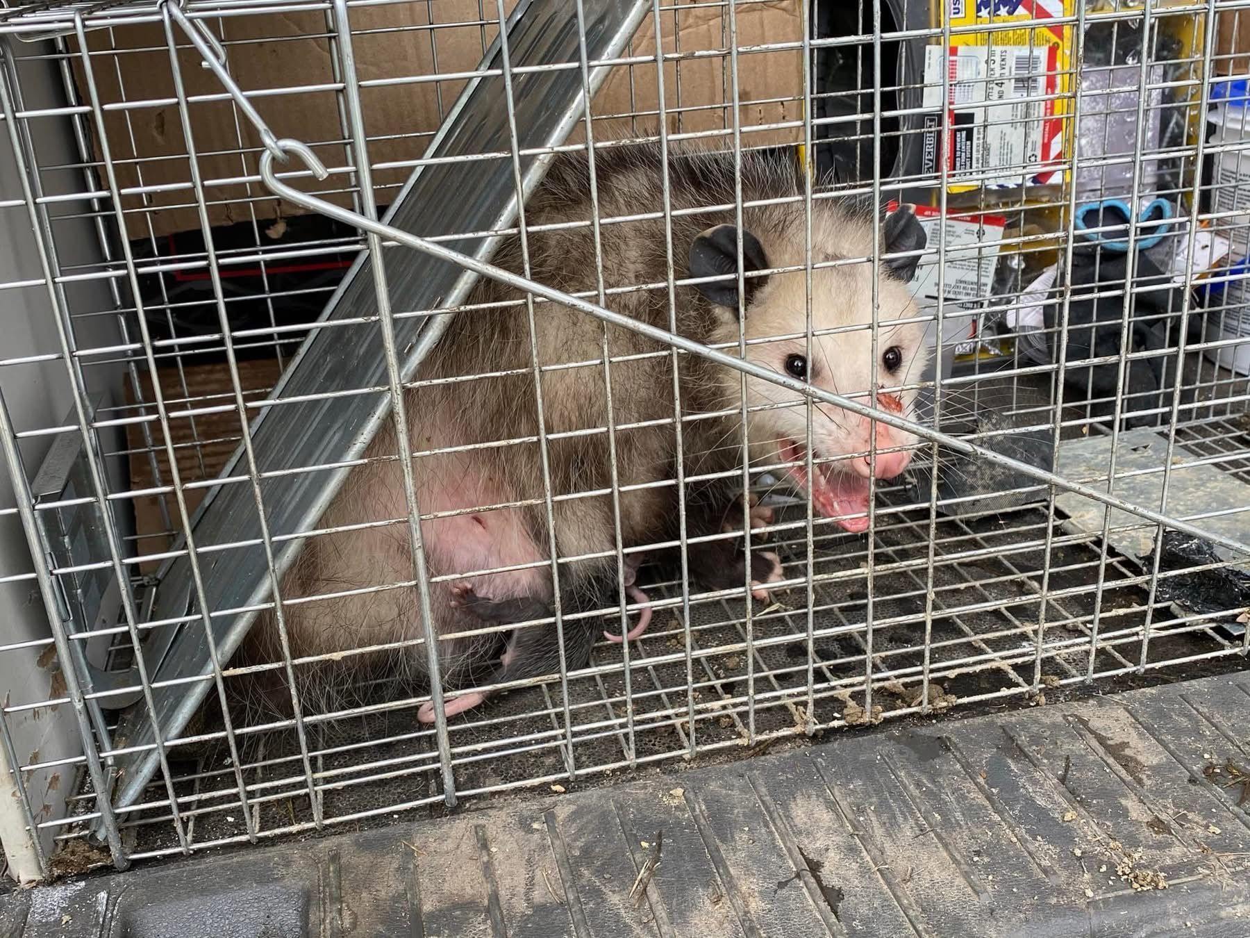 An opossum is sitting in a cage with its mouth open.
