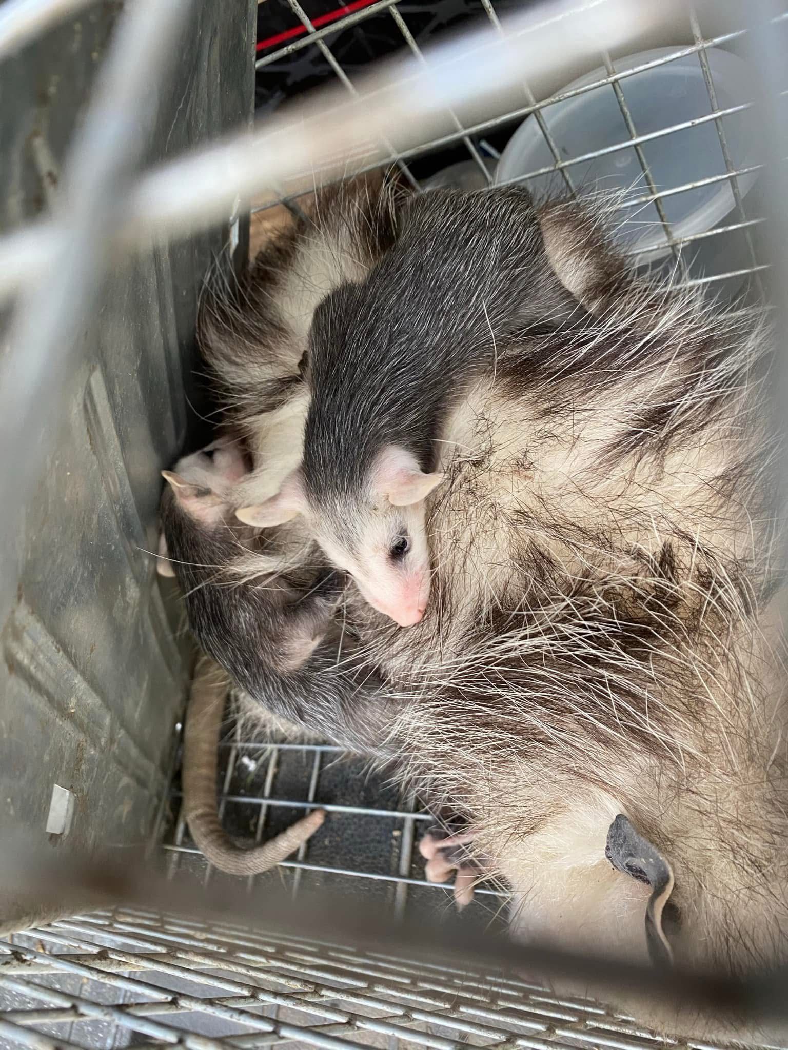 A couple of opossums laying on top of each other in a cage.